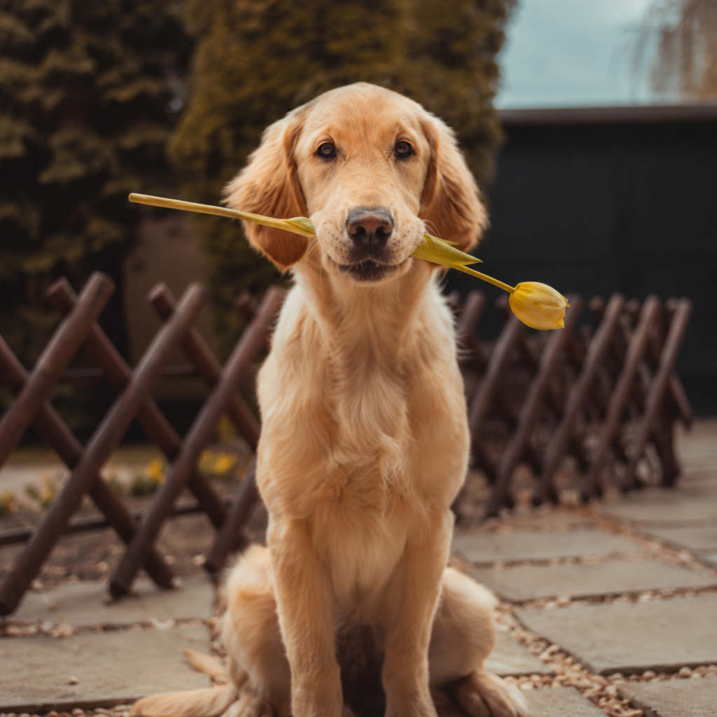Pet food shop near me-golden retriever sitting outdoors